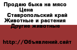 Продаю быка на мясо › Цена ­ 75 000 - Ставропольский край Животные и растения » Другие животные   